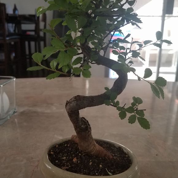 Meet your Posher, Dom - Picture 1 of 1